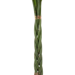 Pachira Aquatica - Geldboom - P30 H150 - Kamerplant -Tuinplantenwinkel pachira aquatica geldboom p30 h150 5 1