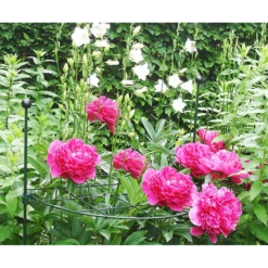 Peacock - Groeiraster Rond U00f860 Cm -Tuinplantenwinkel peacock groeiraster rond d60 cm 2 2