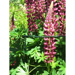 Peacock - Trellis Vario Gotisch M - U00f84 Mm 5 Peacock - Trellis Vario Gotisch M - U00f84 Mm -Tuinplantenwinkel peacock trellis vario gotisch m d4 mm 2 1