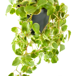 Peperomia Scandens Variegata - In Hangpot - P17 H30 - Kamerplant 7 Peperomia Scandens Variegata - In Hangpot - P17 H30 - Kamerplant -Tuinplantenwinkel peperomia scandens variegata in hangpot p17 h30 5