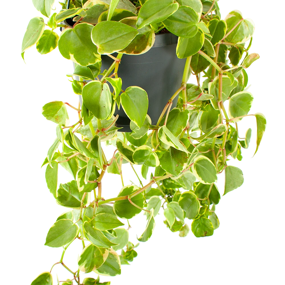 Peperomia Scandens Variegata - In Hangpot - P17 H30 - Kamerplant 4 Peperomia Scandens Variegata - In Hangpot - P17 H30 - Kamerplant - Afbeelding 2