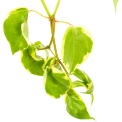 Peperomia Scandens Variegata - In Hangpot - P17 H30 - Kamerplant 8 Peperomia Scandens Variegata - In Hangpot - P17 H30 - Kamerplant -Tuinplantenwinkel peperomia scandens variegata in hangpot p17 h30 6