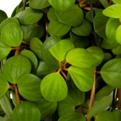 Peperomia Tetraphylla - In Hangpot - P15 H25 - Kamerplant 7 Peperomia Tetraphylla - In Hangpot - P15 H25 - Kamerplant -Tuinplantenwinkel peperomia tetraphylla in hangpot p15 h25 5