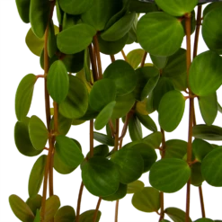 Peperomia Tetraphylla - In Hangpot - P15 H25 - Kamerplant 8 Peperomia Tetraphylla - In Hangpot - P15 H25 - Kamerplant -Tuinplantenwinkel peperomia tetraphylla in hangpot p15 h25 6