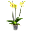 3 Taks Phalaenopsis Limelight - Vlinderorchidee - P12 H60 - Kamerplant 1 3 Taks Phalaenopsis Limelight - Vlinderorchidee - P12 H60 - Kamerplant -Tuinplantenwinkel phalaenopsis vlinderorchidee 3 taks p12 h60 geel 4