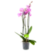 3 Taks Phalaenopsis Bloomington - Vlinderorchidee - P12 H60 - Kamerplant -Tuinplantenwinkel phalaenopsis vlinderorchidee 3 taks p12 h60 roze 4