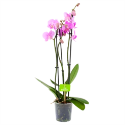 3 Taks Phalaenopsis Bloomington - Vlinderorchidee - P12 H60 - Kamerplant
