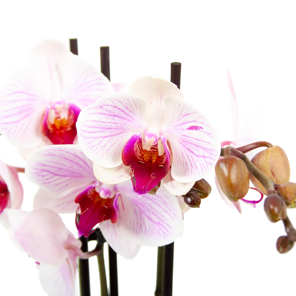 3 Taks Phalaenopsis Denver - Vlinderorchidee - P12 H60 - Kamerplant - Afbeelding 2