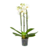 3 Taks Phalaenopsis Lighthouse - Vlinderorchidee - P12 H60 - Kamerplant -Tuinplantenwinkel phalaenopsis vlinderorchidee 3 taks p12cm h60cm wit 4