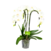 Phalaenopsis - Vlinderorchidee - 3 Taks - Waterfall - P12 H60 Wit - Kamerplant 2 Phalaenopsis - Vlinderorchidee - 3 Taks - Waterfall - P12 H60 Wit - Kamerplant -Tuinplantenwinkel phalaenopsis vlinderorchidee 3 taks waterfall p12cm h60cm wit 4