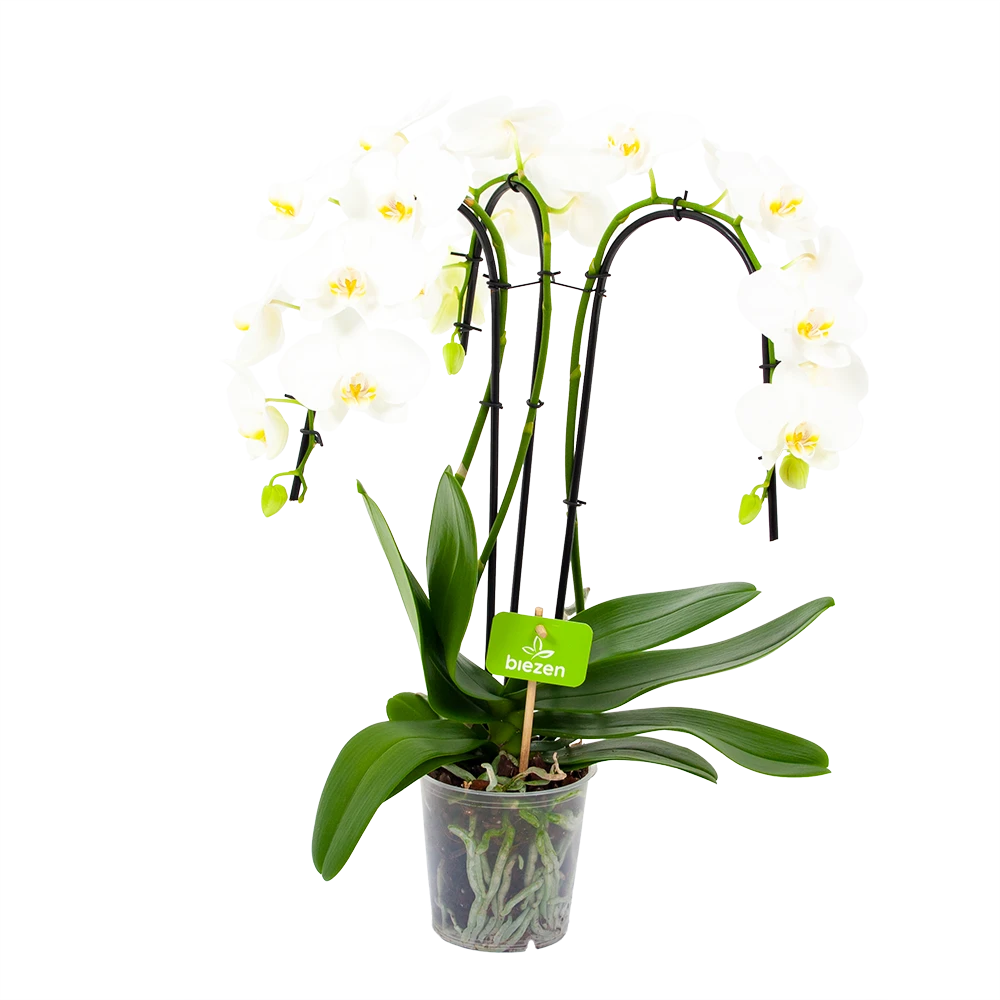 Phalaenopsis - Vlinderorchidee - 3 Taks - Waterfall - P12 H60 Wit - Kamerplant 3 Phalaenopsis - Vlinderorchidee - 3 Taks - Waterfall - P12 H60 Wit - Kamerplant