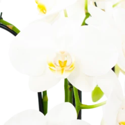 Phalaenopsis - Vlinderorchidee - 3 Taks - Waterfall - P12 H60 Wit - Kamerplant 6 Phalaenopsis - Vlinderorchidee - 3 Taks - Waterfall - P12 H60 Wit - Kamerplant -Tuinplantenwinkel phalaenopsis vlinderorchidee 3 taks waterfall p12cm h60cm wit 5