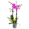 4 Taks Phalaenopsis Evolution - Vlinderorchidee - P12 H60 - Kamerplant 2 4 Taks Phalaenopsis Evolution - Vlinderorchidee - P12 H60 - Kamerplant -Tuinplantenwinkel phalaenopsis vlinderorchidee 4 taks p12 h60 donker roze 4