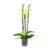 4 Taks Phalaenopsis Volterra - Vlinderorchidee - P12 H60 - Kamerplant 1 4 Taks Phalaenopsis Volterra - Vlinderorchidee - P12 H60 - Kamerplant -Tuinplantenwinkel phalaenopsis vlinderorchidee 4 taks p12 h60 geel 4