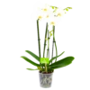 4 Taks Phalaenopsis Lighthouse - Vlinderorchidee - P12 H60 - Kamerplant 1 4 Taks Phalaenopsis Lighthouse - Vlinderorchidee - P12 H60 - Kamerplant -Tuinplantenwinkel phalaenopsis vlinderorchidee 4 taks p12cm h60cm wit 4