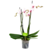 4 Taks Phalaenopsis Denver - Vlinderorchidee - P12 H60 - Kamerplant 1 4 Taks Phalaenopsis Denver - Vlinderorchidee - P12 H60 - Kamerplant -Tuinplantenwinkel phalaenopsis vlinderorchidee 4 taks p12cm h60cm wit roze 4