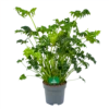 Philodendron Atlantis - P21 H75 - Kamerplant -Tuinplantenwinkel philodendron atlantis p21 h75 kamerplant 1