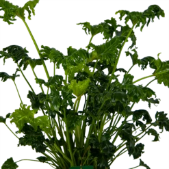 Philodendron Atlantis - P21 H75 - Kamerplant -Tuinplantenwinkel philodendron atlantis p21 h75 kamerplant 3