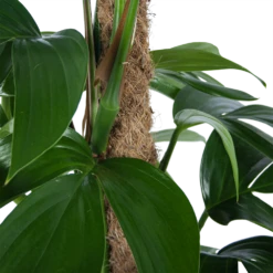 Philodendron Florida Beauty Op Mosstok - P24 H80 - Kamerplant -Tuinplantenwinkel philodendron florida beauty op mosstok p24 h80 6 1