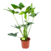 Philodendron Green Wonder - P19 H75 - Kamerplant -Tuinplantenwinkel philodendron green wonder p19 h75 1 2