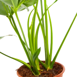 Philodendron Green Wonder - P19 H75 - Kamerplant -Tuinplantenwinkel philodendron green wonder p19 h75 3 2
