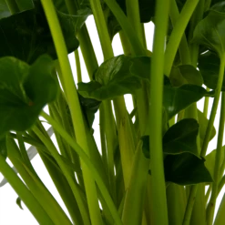 Philodendron Grizzly - P21 H55 - Kamerplant -Tuinplantenwinkel philodendron grizzly p21 h55 5