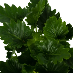 Philodendron Grizzly - P21 H55 - Kamerplant -Tuinplantenwinkel philodendron grizzly p21 h55 6