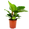 Philodendron Imperial Green - P19 H60 - Kamerplant 2 Philodendron Imperial Green - P19 H60 - Kamerplant -Tuinplantenwinkel philodendron imperial green p14 h45 4 1
