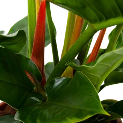 Philodendron Imperial Green - P19 H60 - Kamerplant -Tuinplantenwinkel philodendron imperial green p14 h45 5 1