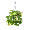 Philodendron Scandens Brasil - In Hangpot - P14 H35 - Kamerplant