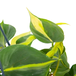 Philodendron Scandens Brasil - In Hangpot - P14 H35 - Kamerplant -Tuinplantenwinkel philodendron scandens brasil in hangpot p14 h35 6 1