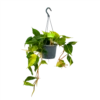 Philodendron Scandens Brasil - In Hangpot - P17 H35 - Kamerplant 2 Philodendron Scandens Brasil - In Hangpot - P17 H35 - Kamerplant -Tuinplantenwinkel philodendron scandens brasil in hangpot p17 h35 1