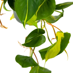 Philodendron Scandens Brasil - In Hangpot - P17 H35 - Kamerplant 7 Philodendron Scandens Brasil - In Hangpot - P17 H35 - Kamerplant -Tuinplantenwinkel philodendron scandens brasil in hangpot p17 h35 5