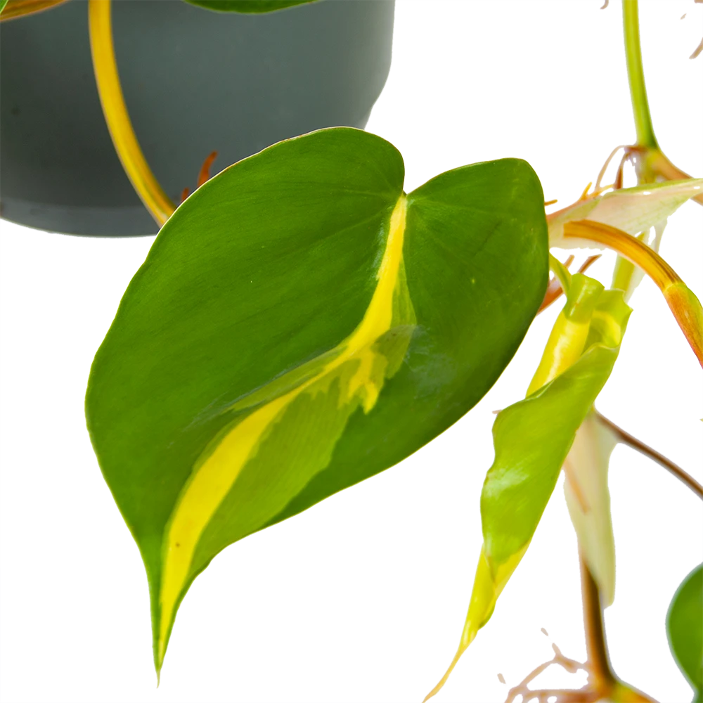 Philodendron Scandens Brasil - In Hangpot - P17 H35 - Kamerplant 5 Philodendron Scandens Brasil - In Hangpot - P17 H35 - Kamerplant - Afbeelding 3