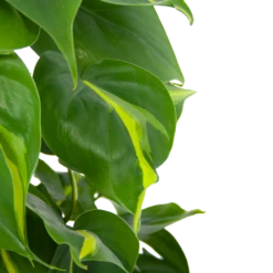 Philodendron Scandens Brasil Op Mosstok - P17 H75 - Kamerplant -Tuinplantenwinkel philodendron scandens brasil op mosstok p17 h75 6 1
