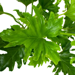 Philodendron Selloum Little Hope - P19 H75 - Kamerplant -Tuinplantenwinkel philodendron selloum little hope p19 h75 5