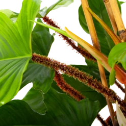 Philodendron Squamiferum Piramide - P19 H75 - Kamerplant -Tuinplantenwinkel philodendron squamiferum piramide p19 h75 6 1