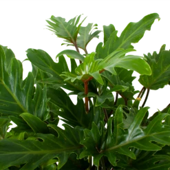 Philodendron Xanadu - P19 H50 - Kamerplant -Tuinplantenwinkel philodendron xanadu p19 h50 5