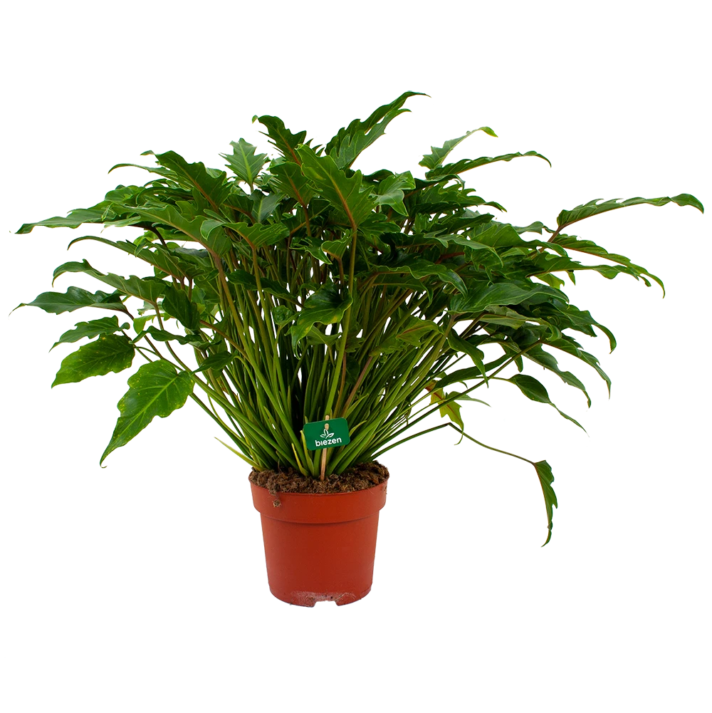 Philodendron Xanadu - P21 H60 - Kamerplant 3 Philodendron Xanadu - P21 H60 - Kamerplant