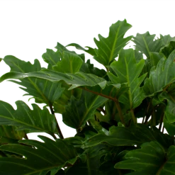 Philodendron Xanadu - P21 H60 - Kamerplant 6 Philodendron Xanadu - P21 H60 - Kamerplant -Tuinplantenwinkel philodendron xanadu p21 h60 5