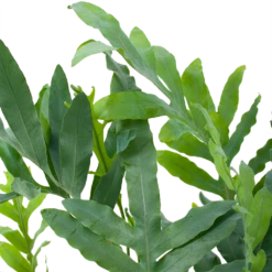 Phlebodium Areum Blue Star - Blauwvaren - P19 H60 - Kamerplant 6 Phlebodium Areum Blue Star - Blauwvaren - P19 H60 - Kamerplant -Tuinplantenwinkel phlebodium areum blue star blauwvaren p19 h60 5 1