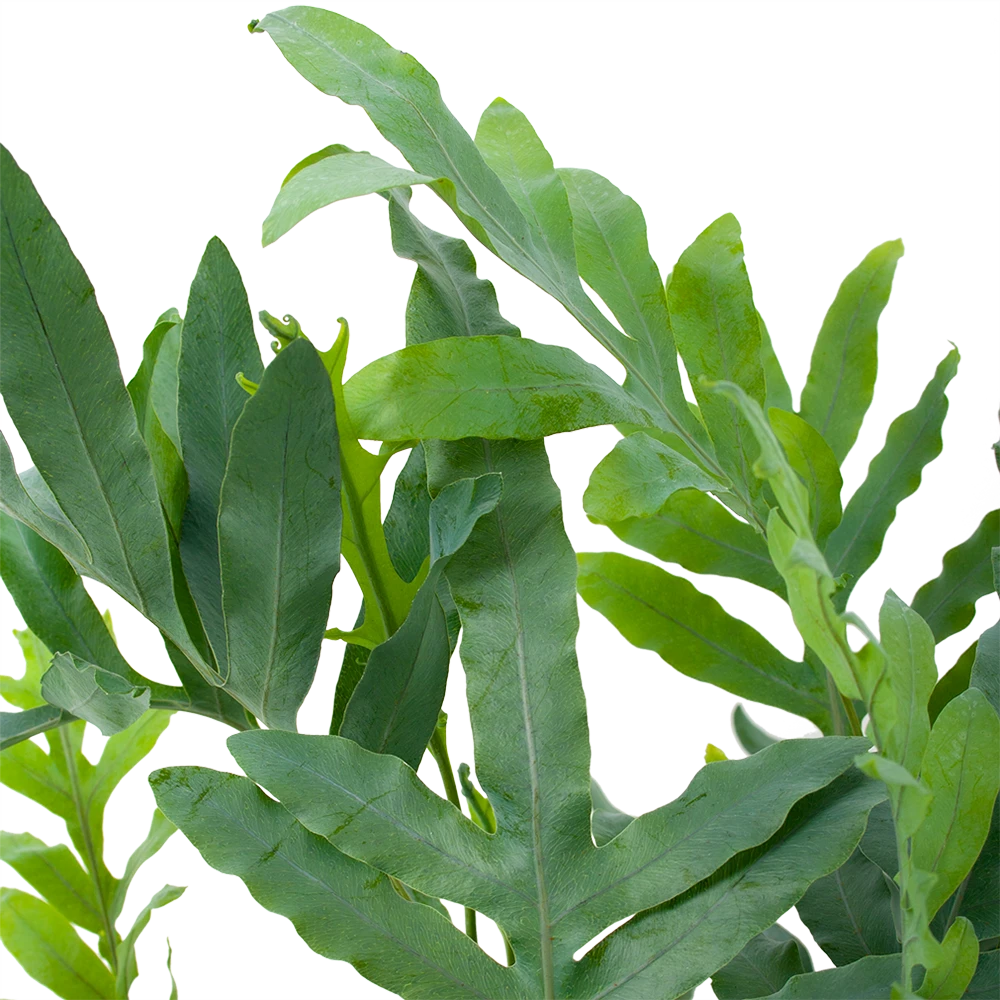 Phlebodium Areum Blue Star - Blauwvaren - P19 H60 - Kamerplant 4 Phlebodium Areum Blue Star - Blauwvaren - P19 H60 - Kamerplant - Afbeelding 2