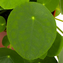 Pilea Peperomioides - Pannenkoekenplant - P15 H25 - Kamerplant 6 Pilea Peperomioides - Pannenkoekenplant - P15 H25 - Kamerplant -Tuinplantenwinkel pilea peperomioides pannenkoekenplant p15 h25 5