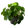 Pilea Peperomioides - Pannenkoekenplant - P17 H35 - Kamerplant -Tuinplantenwinkel pilea peperomioides pannenkoekenplant p17 h35 1
