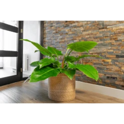 Plantenmand Stef - D38 X H38cm - Naturel -Tuinplantenwinkel plantenmand stef d38 x h38cm naturel plantenmand 2