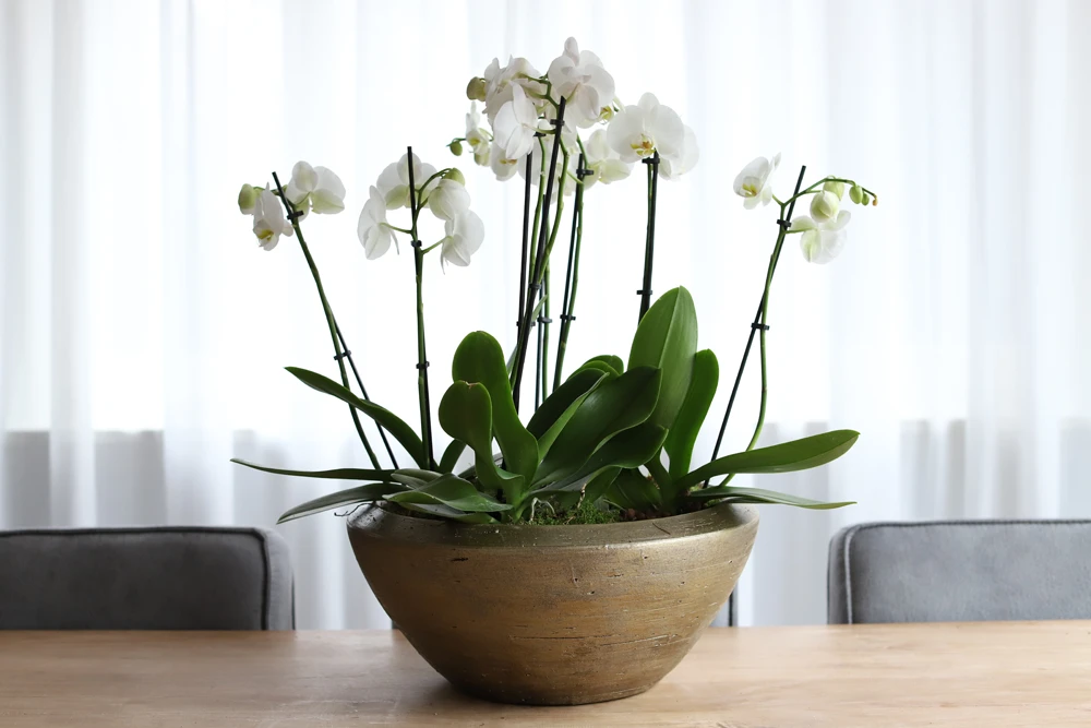 Plantenschaal Kos - D45 X H20cm - Goud 4 Plantenschaal Kos - D45 X H20cm - Goud - Afbeelding 2