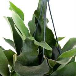 Platycerium Bifurcatum - Hertshoornvaren - In Hangpot - P17 H35 - Kamerplant -Tuinplantenwinkel platycerium bifurcatum hertshoornvaren hang p17 h35 5 1