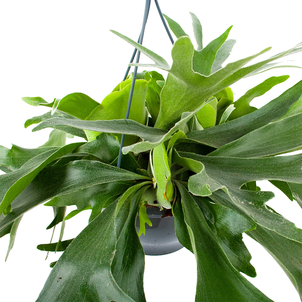 Platycerium Bifurcatum - Hertshoornvaren - In Hangpot - P21 H60 - Kamerplant 4 Platycerium Bifurcatum - Hertshoornvaren - In Hangpot - P21 H60 - Kamerplant - Afbeelding 2