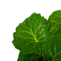 Polyscias Fabian - Aralia - P19 H65 - Kamerplant -Tuinplantenwinkel polyscias fabian aralia p19 h65 5