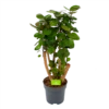 Polyscias Fabian - Aralia - P24 H100 - Kamerplant 2 Polyscias Fabian - Aralia - P24 H100 - Kamerplant -Tuinplantenwinkel polyscias fabian aralia p24 h100 1 1